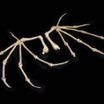 Bone Wings - Mythic Legions - All Stars 6 Zubehör-Set