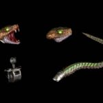 Experiment CC-24 Upgrade Set - Cosmic Character Pack Zubehör-Set