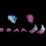 Science Officer Upgrade Set - Cosmic Character Pack Zubehör-Set