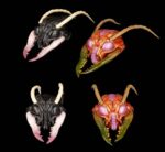 Sphexxian Helmets Set - Cosmic Character Pack Zubehör-Set