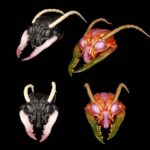 Sphexxian Helmets Set - Cosmic Character Pack Zubehör-Set