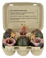 Carton of Alien Eggs - Aliens - Zubehör-Set - 6er-Pack -  40th Anniversary)